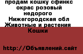 продам кошку сфинкс, окрас розовый, недорого - Нижегородская обл. Животные и растения » Кошки   